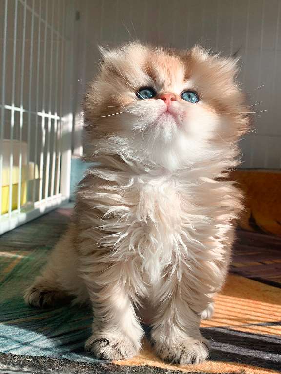 猫图片|宠物猫|猫咪|