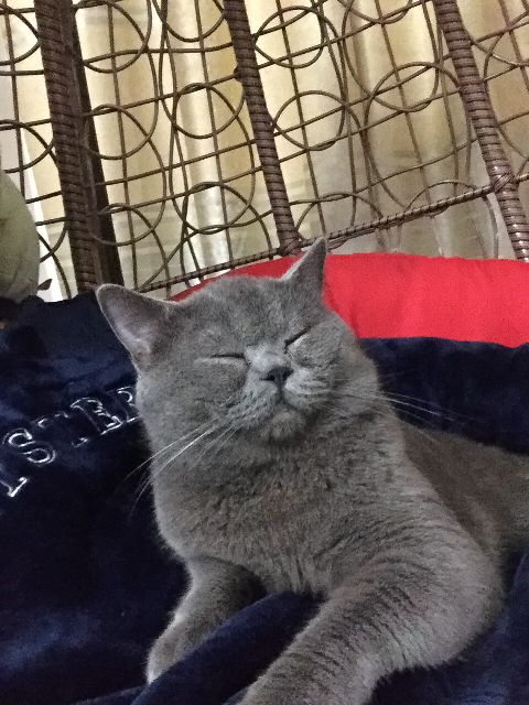 猫图片|宠物猫|猫咪|