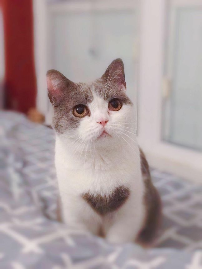 猫图片|宠物猫|猫咪|