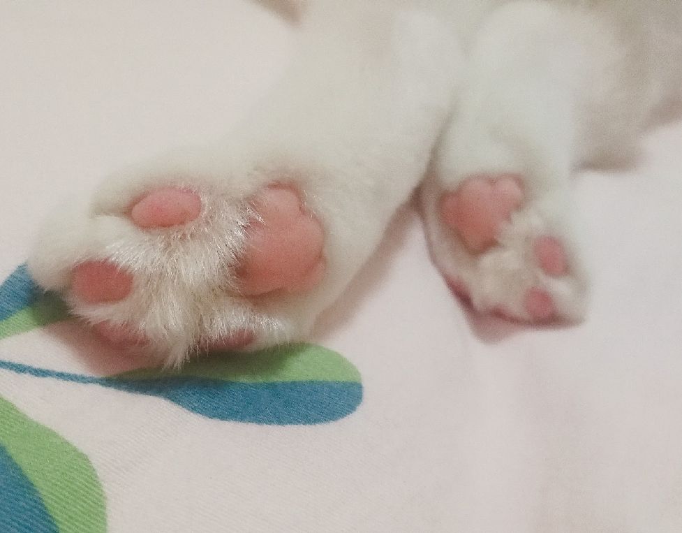 猫图片|宠物猫|猫咪|