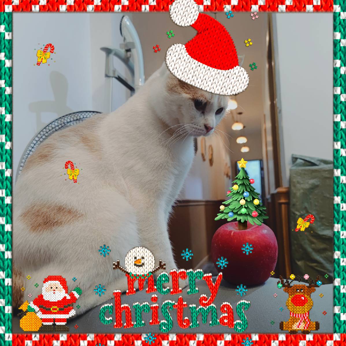 猫图片|宠物猫|猫咪|