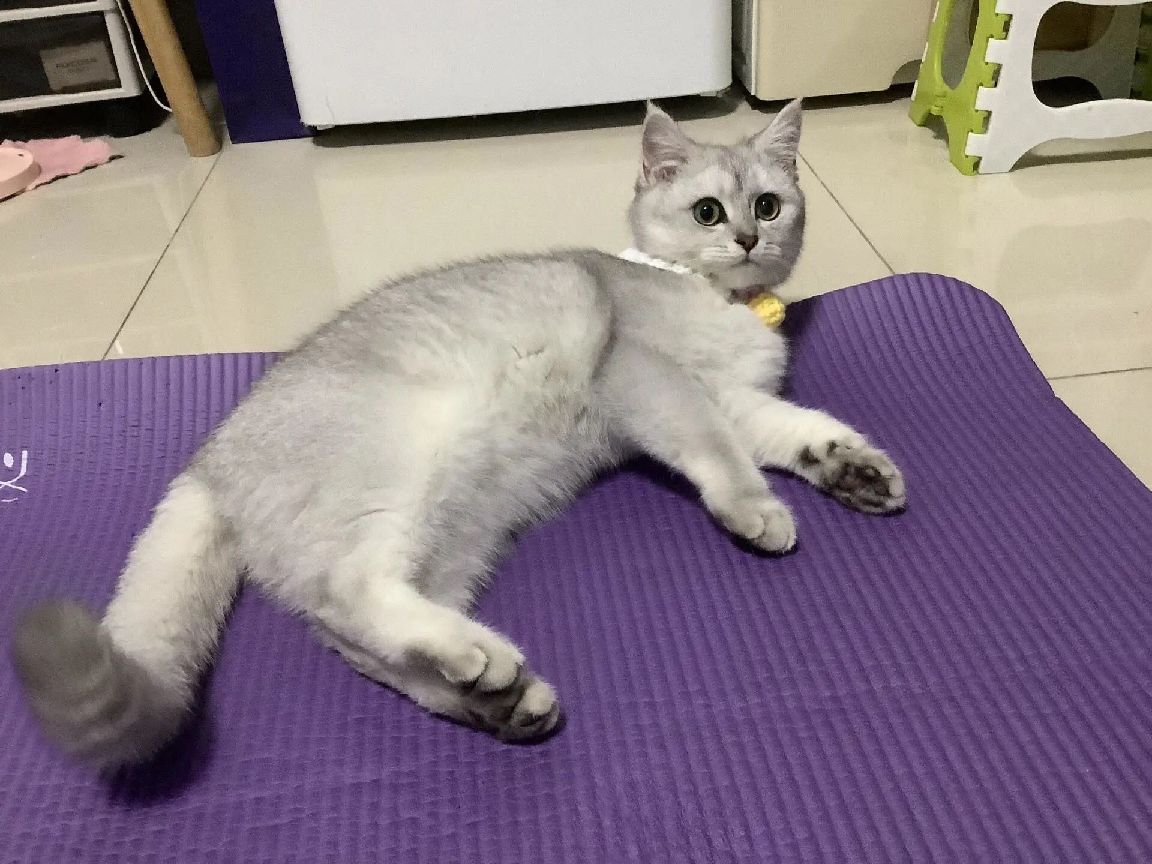 猫图片|宠物猫|猫咪|