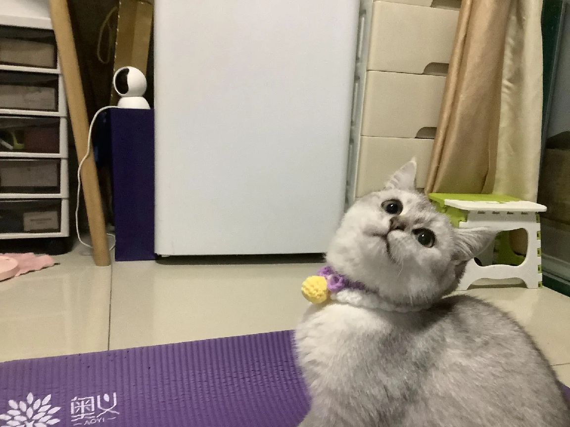 猫图片|宠物猫|猫咪|