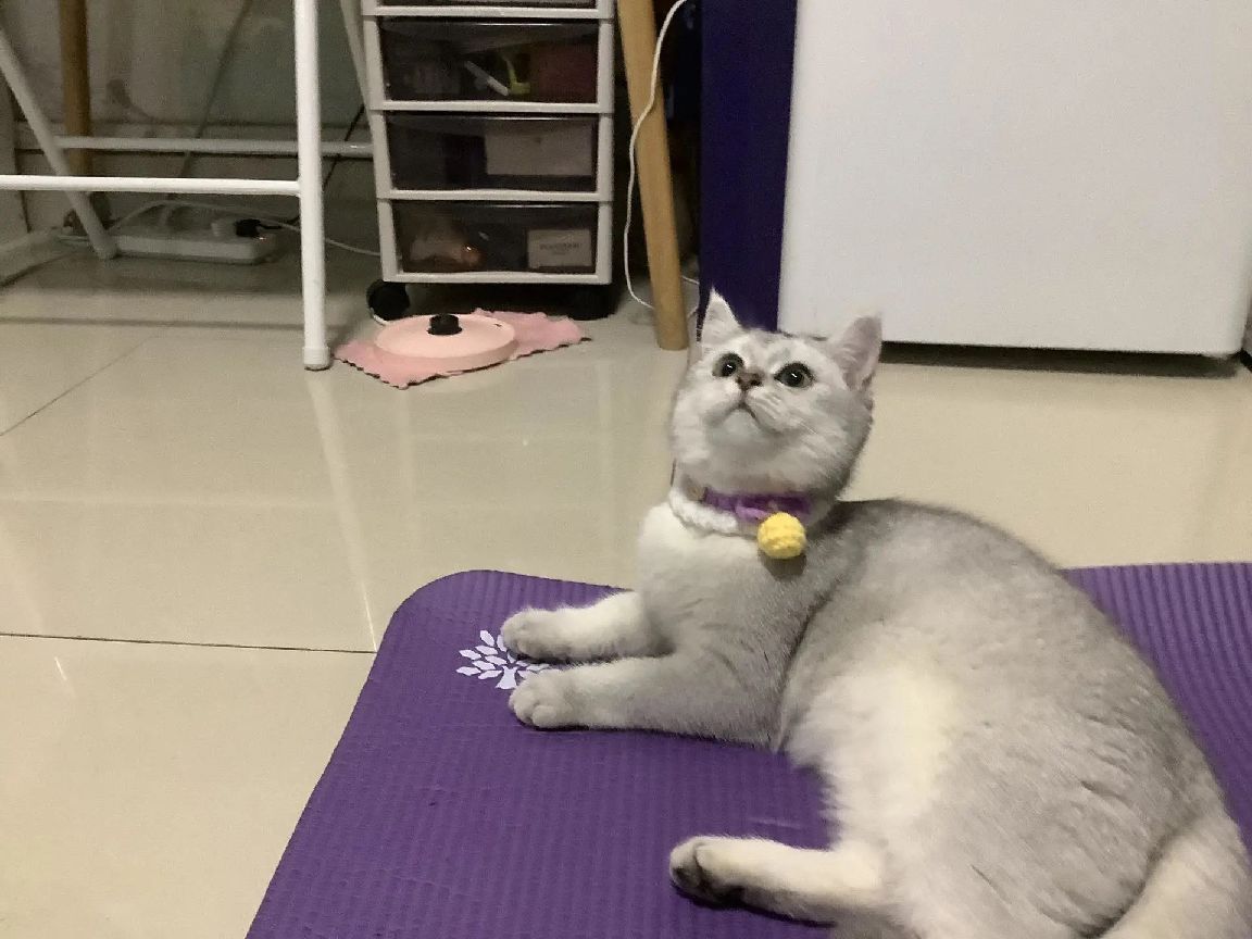 猫图片|宠物猫|猫咪|