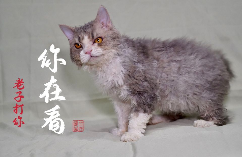 猫图片|宠物猫|猫咪|