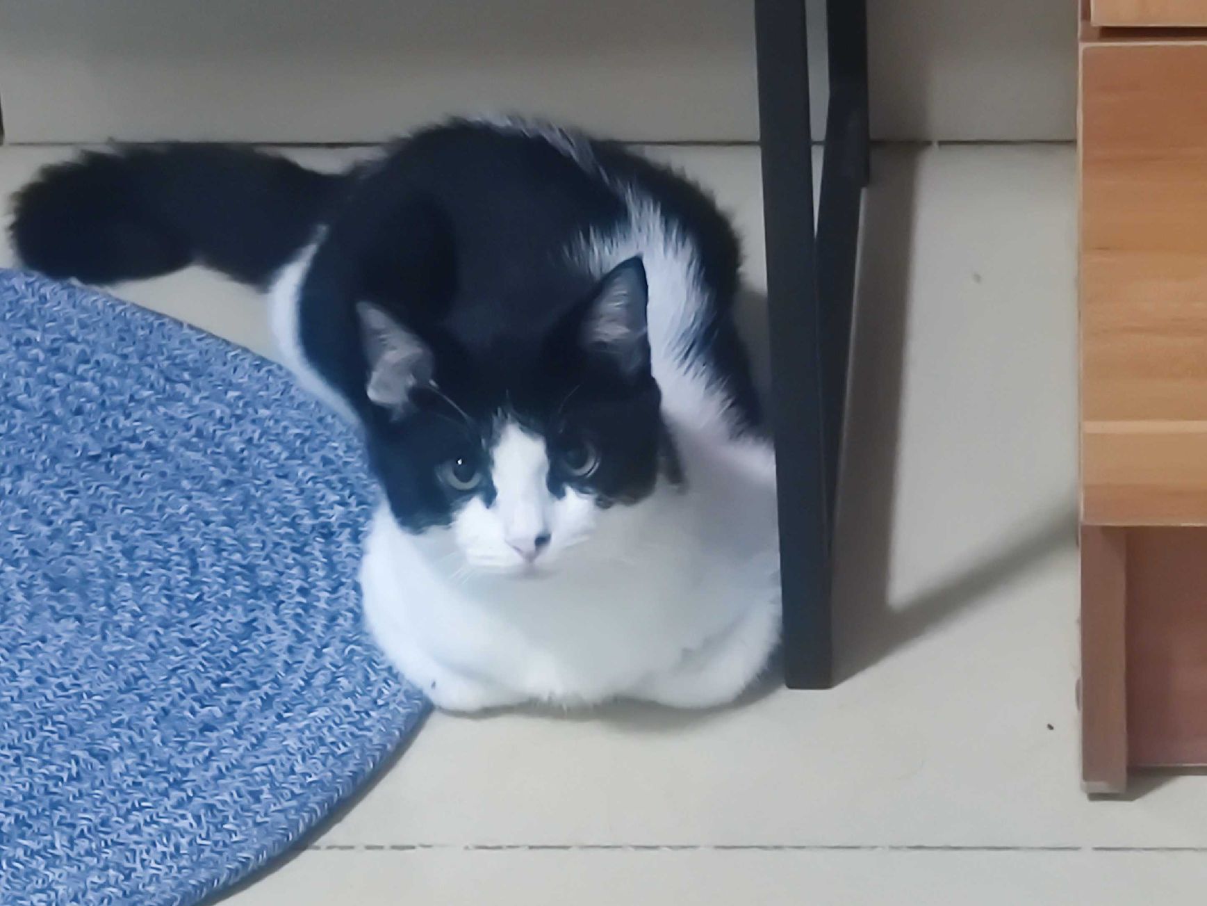 猫图片|宠物猫|猫咪|