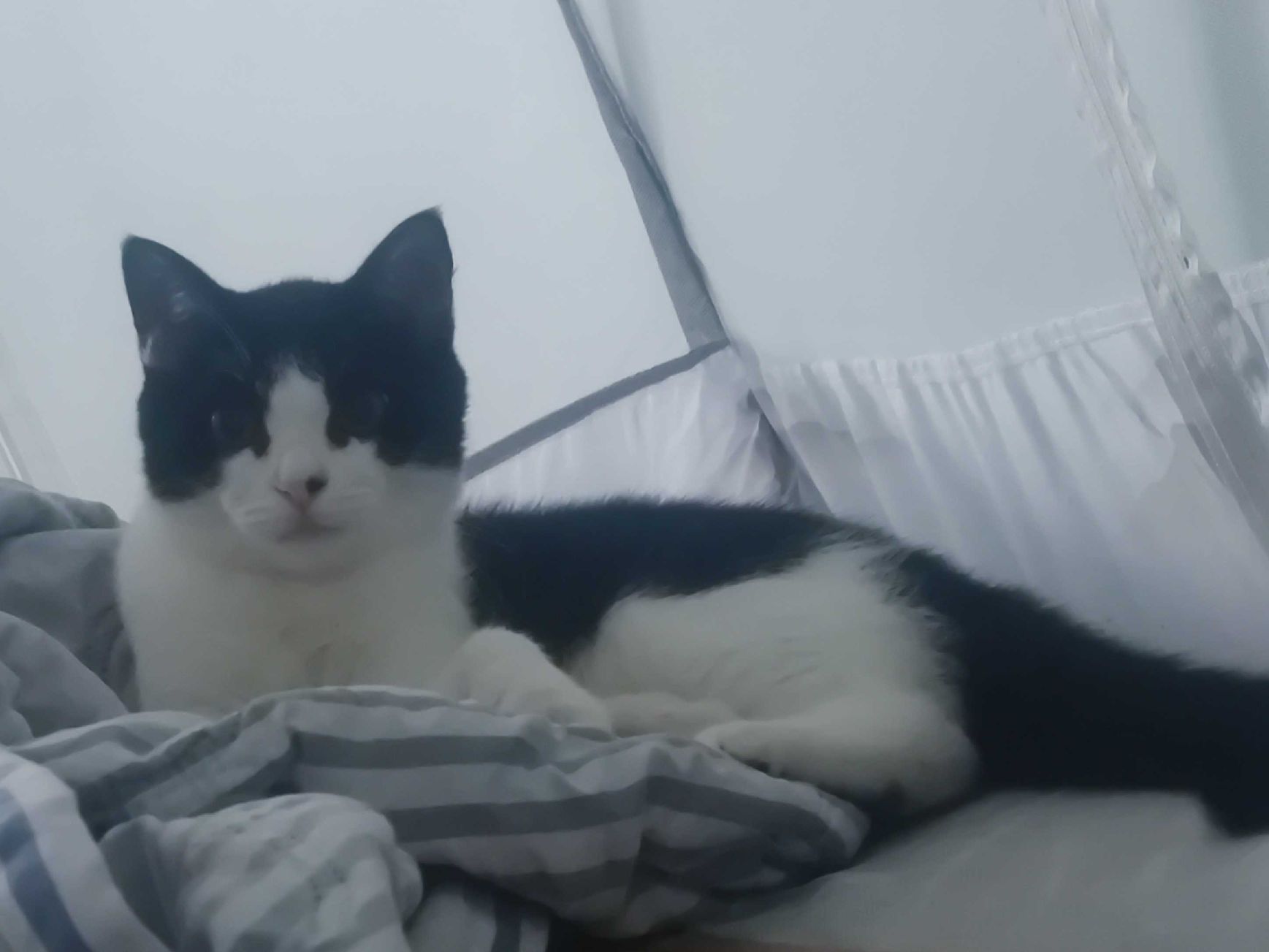 猫图片|宠物猫|猫咪|