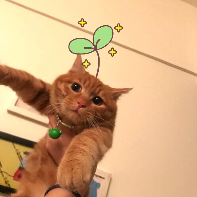 猫图片|宠物猫|猫咪|