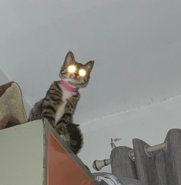 猫图片|宠物猫|猫咪|