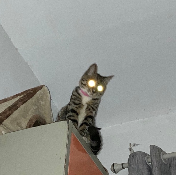 猫图片|宠物猫|猫咪|