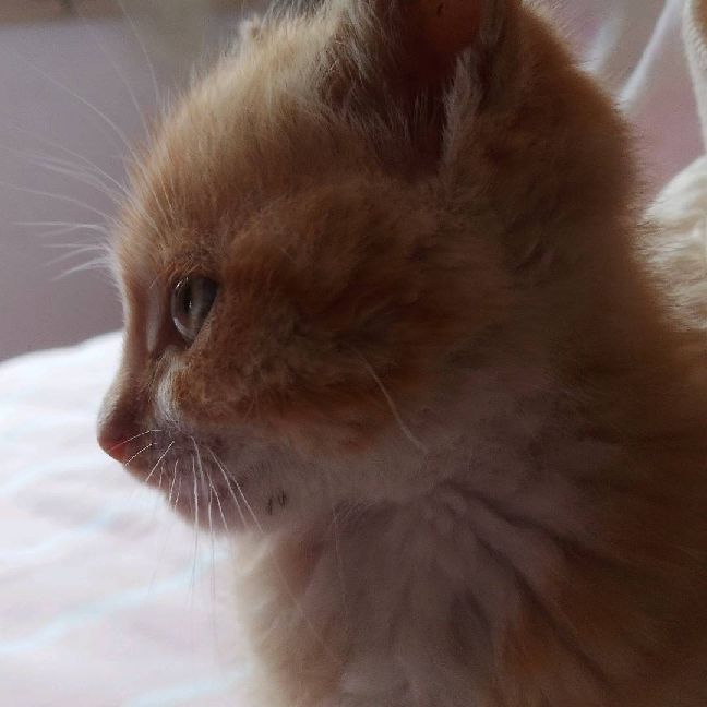 猫图片|宠物猫|猫咪|