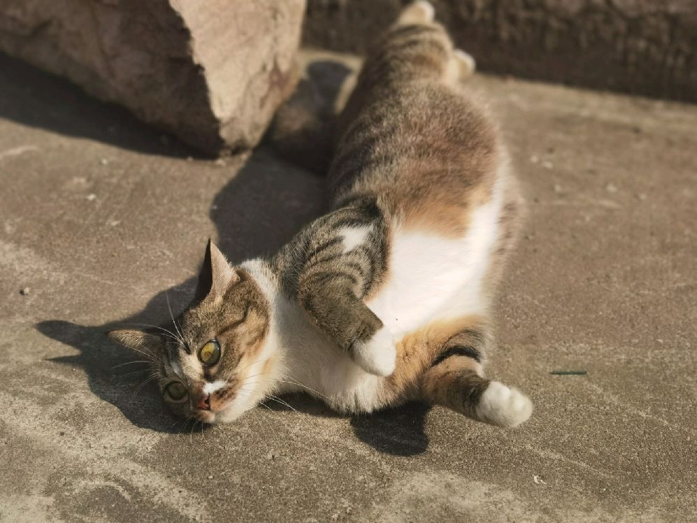 猫图片|宠物猫|猫咪|