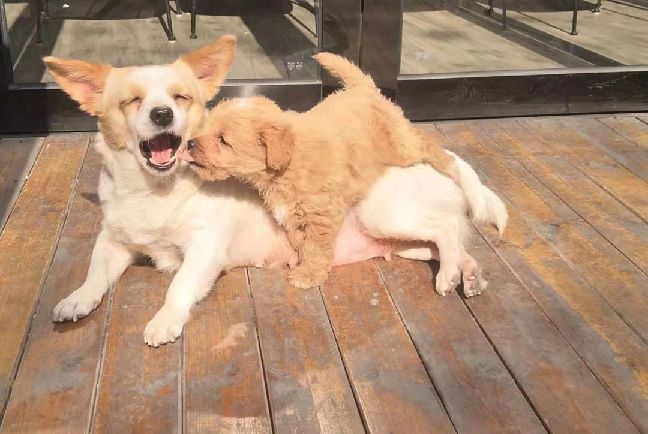 猫图片|宠物猫|猫咪|