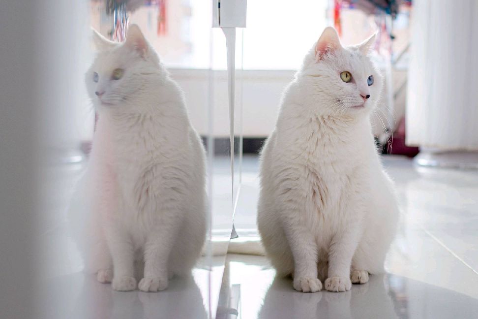 猫图片|宠物猫|猫咪|