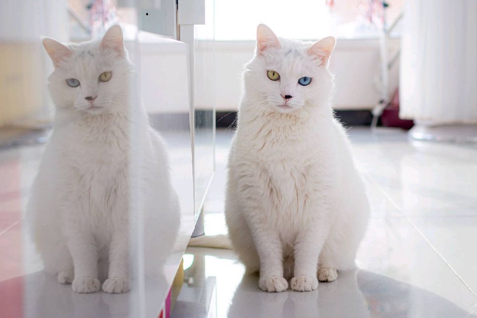 猫图片|宠物猫|猫咪|