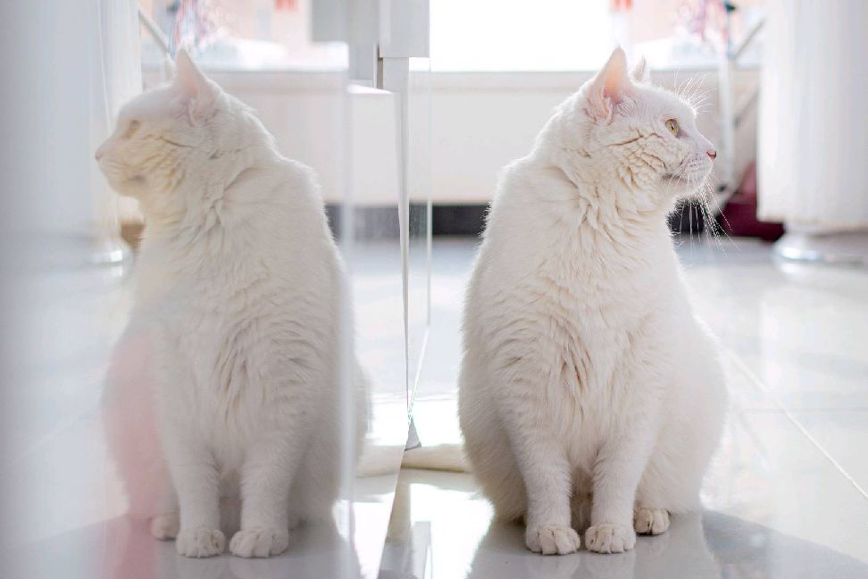 猫图片|宠物猫|猫咪|