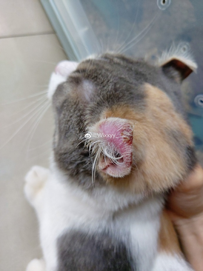 猫图片|宠物猫|猫咪|