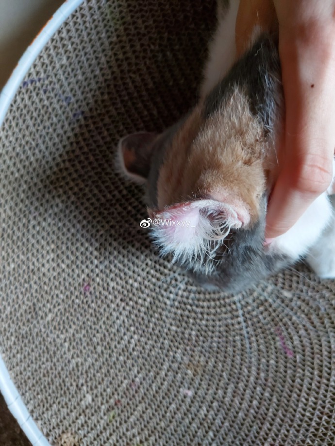 猫图片|宠物猫|猫咪|