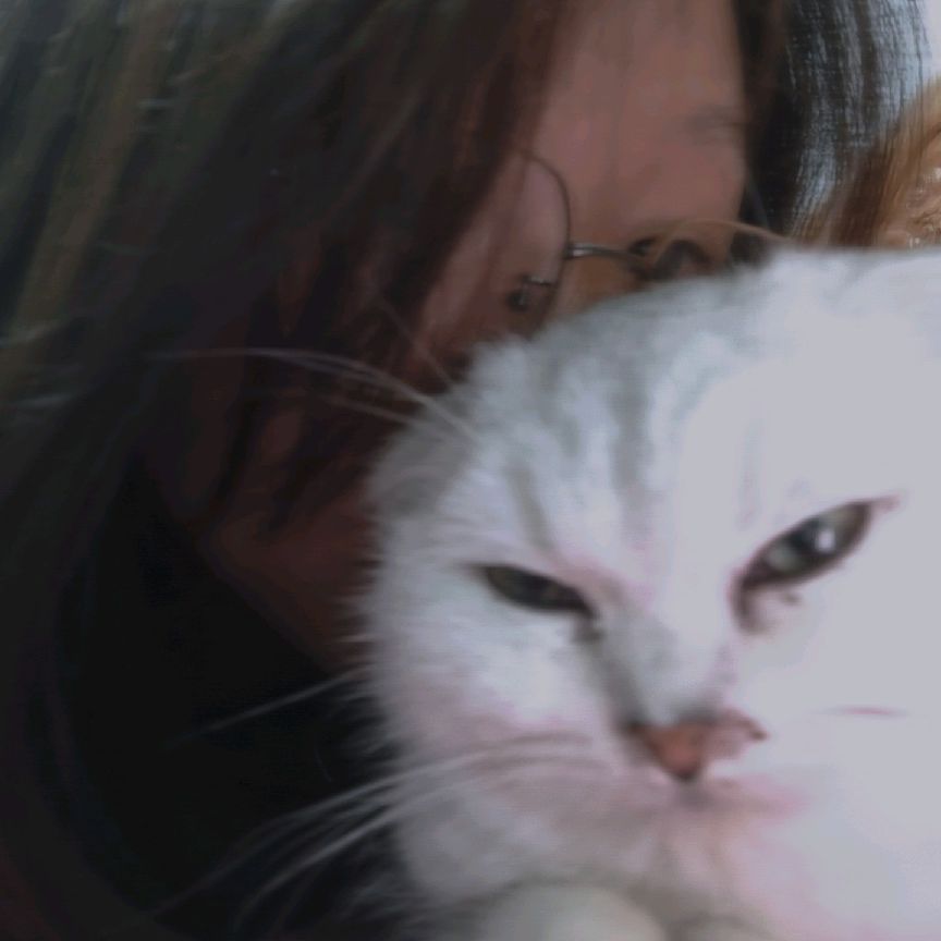 猫图片|宠物猫|猫咪|