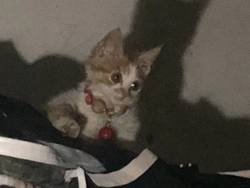 猫图片|宠物猫|猫咪|