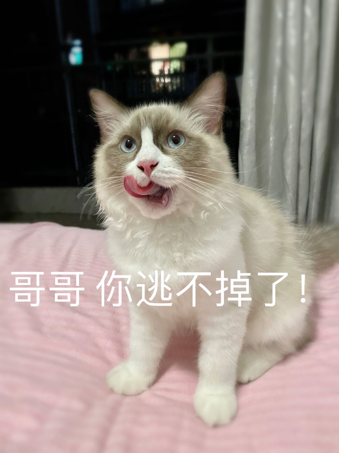 猫图片|宠物猫|猫咪|