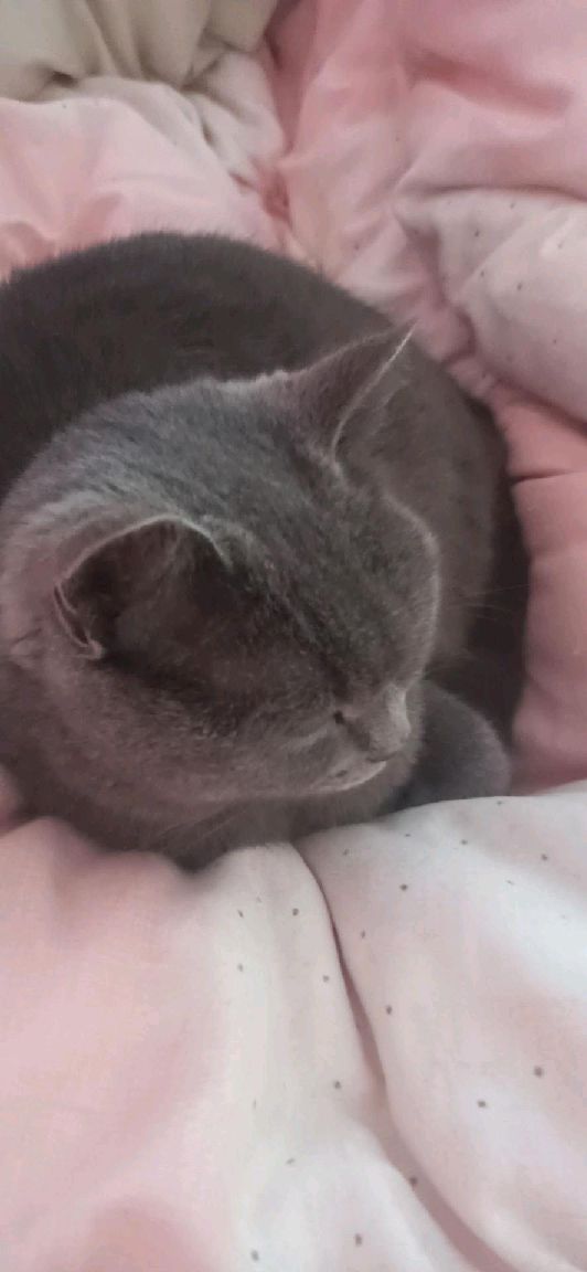 猫图片|宠物猫|猫咪|