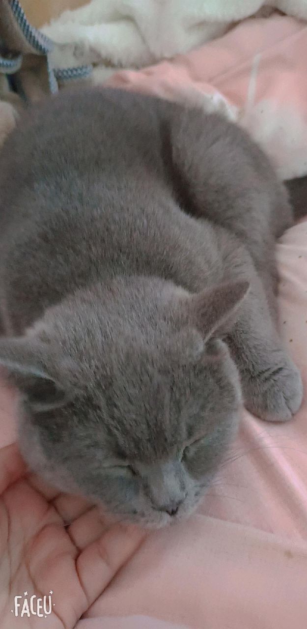 猫图片|宠物猫|猫咪|