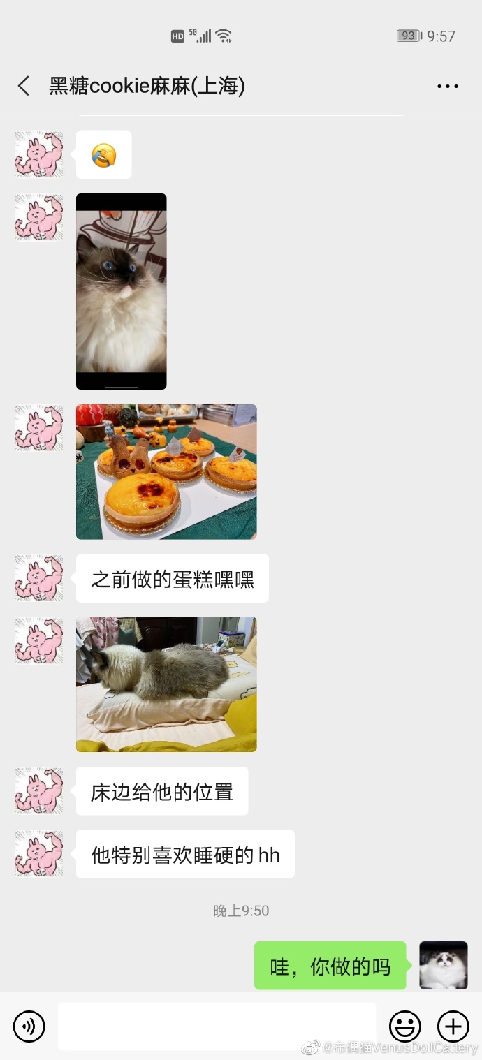 猫图片|宠物猫|猫咪|