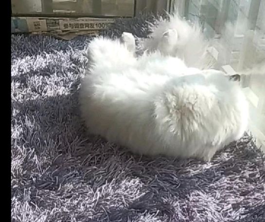 猫图片|宠物猫|猫咪|