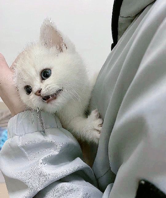 猫图片|宠物猫|猫咪|