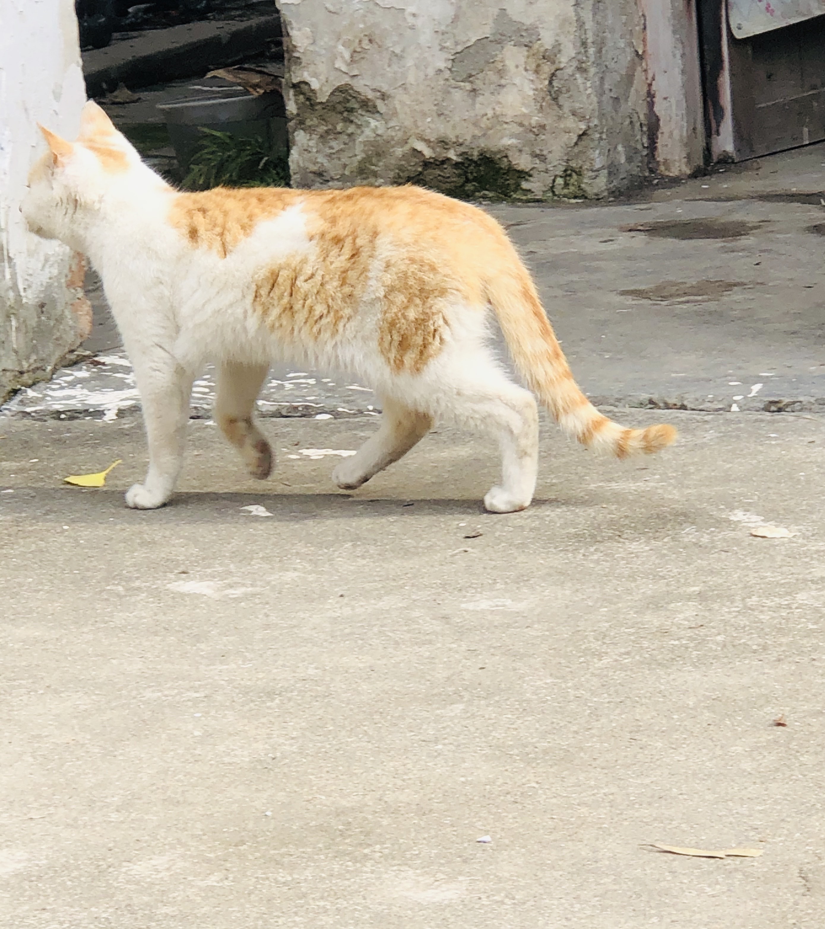 猫图片|宠物猫|猫咪|