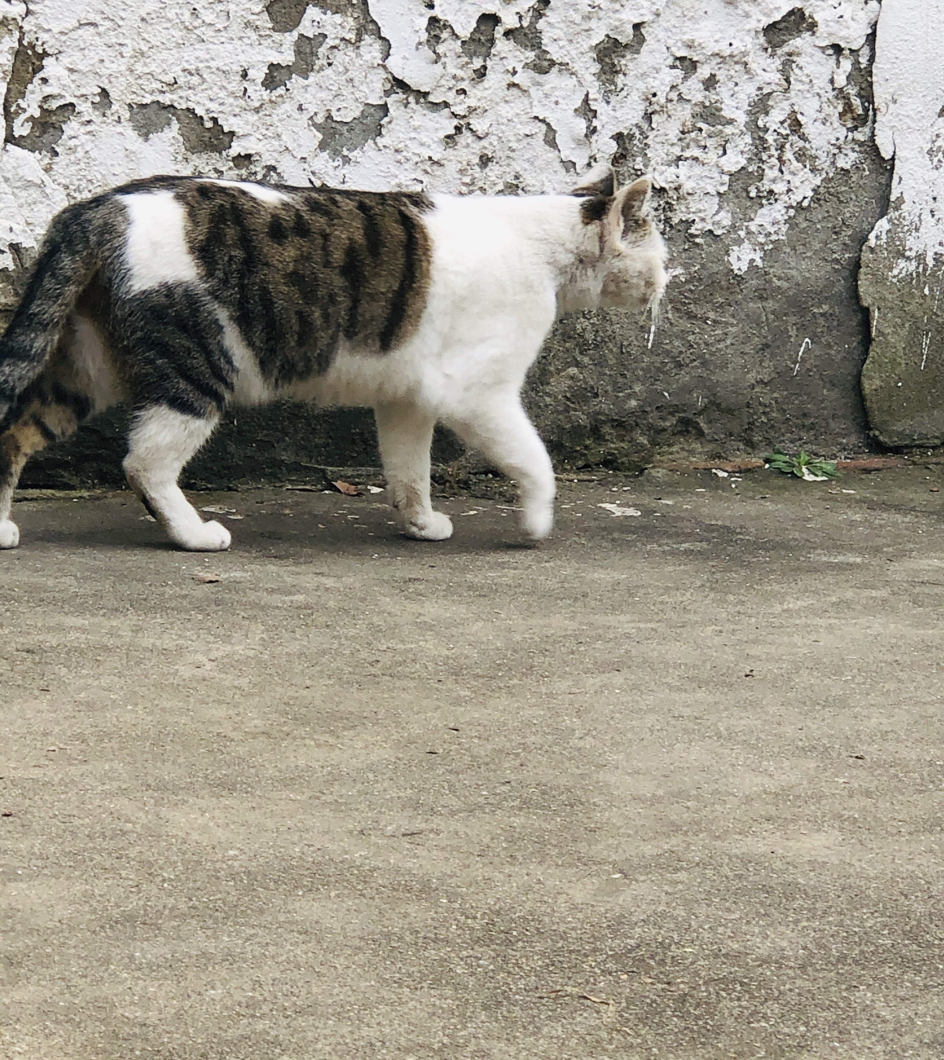 猫图片|宠物猫|猫咪|