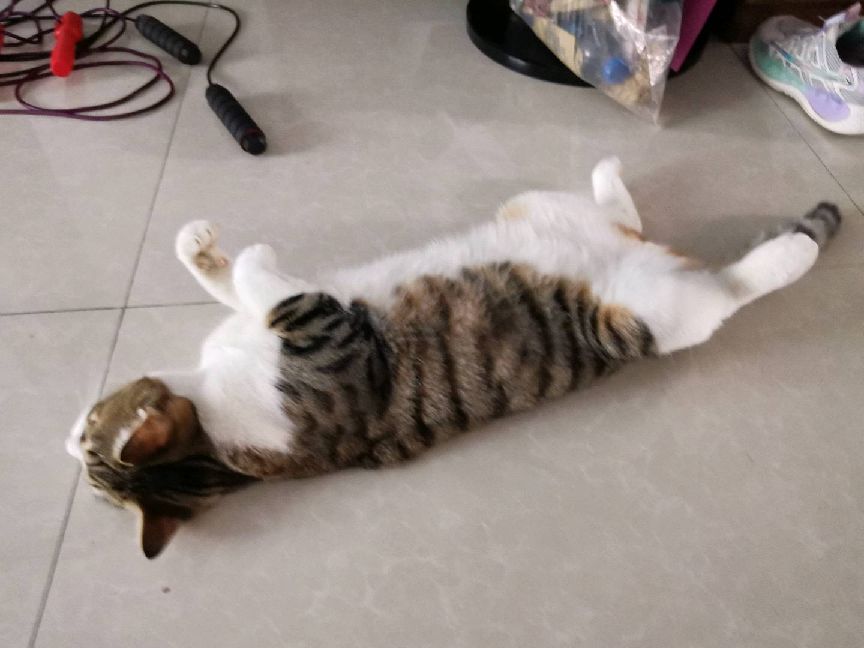 猫图片|宠物猫|猫咪|