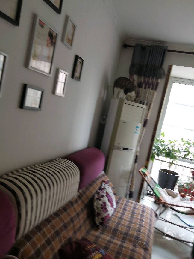 猫图片|宠物猫|猫咪|