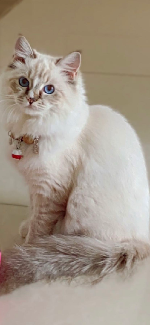 猫图片|宠物猫|猫咪|