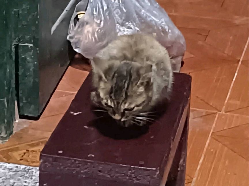 猫图片|宠物猫|猫咪|