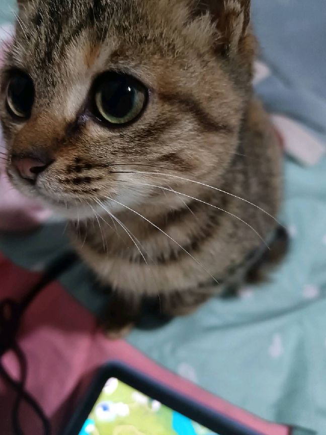 猫图片|宠物猫|猫咪|