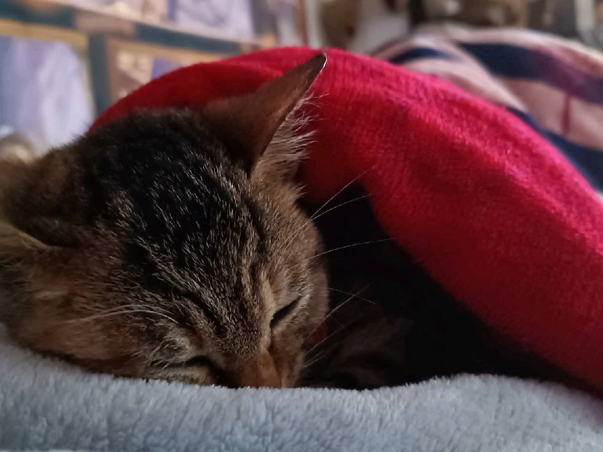 猫图片|宠物猫|猫咪|