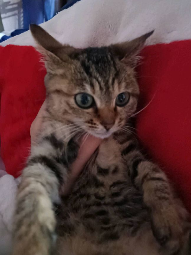 猫图片|宠物猫|猫咪|