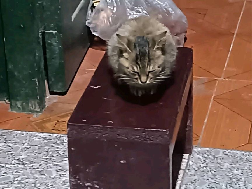 猫图片|宠物猫|猫咪|