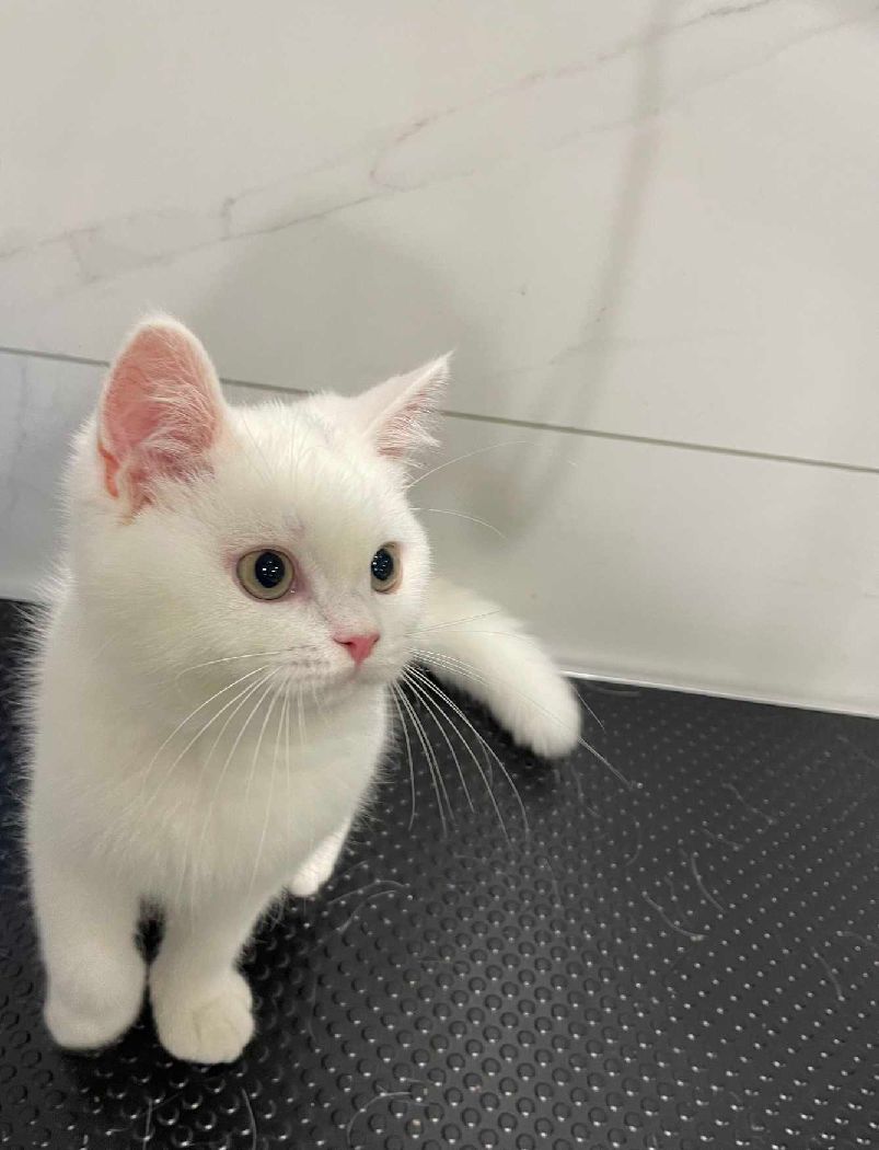 猫图片|宠物猫|猫咪|