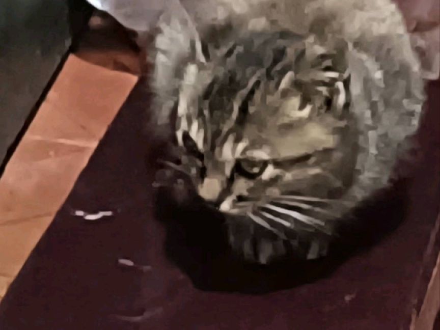 猫图片|宠物猫|猫咪|