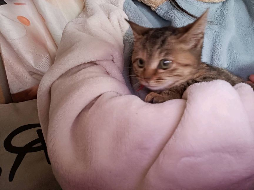 猫图片|宠物猫|猫咪|