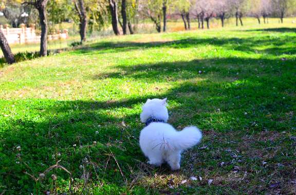 猫图片|宠物猫|猫咪|