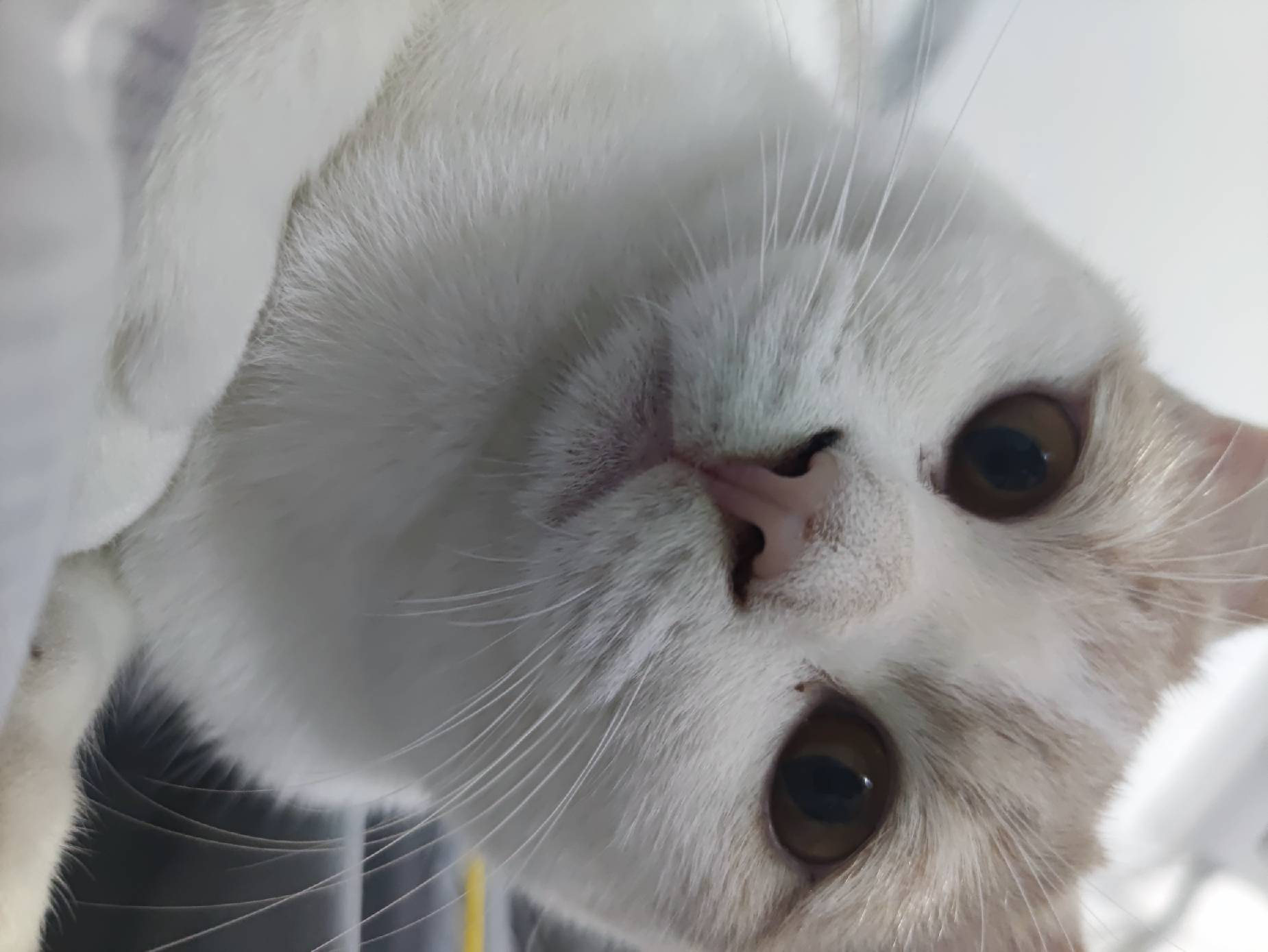 猫图片|宠物猫|猫咪|