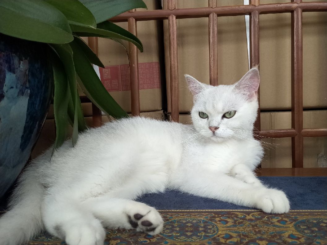 猫图片|宠物猫|猫咪|