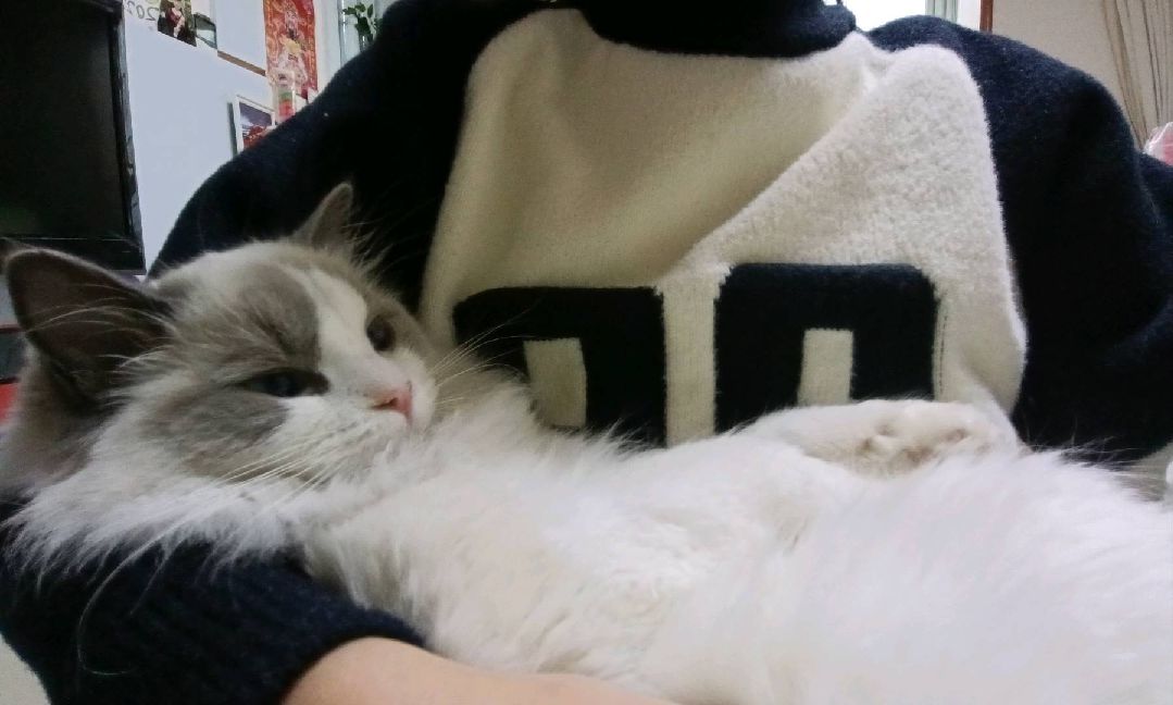 猫图片|宠物猫|猫咪|