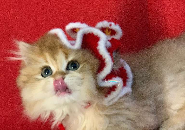 猫图片|宠物猫|猫咪|