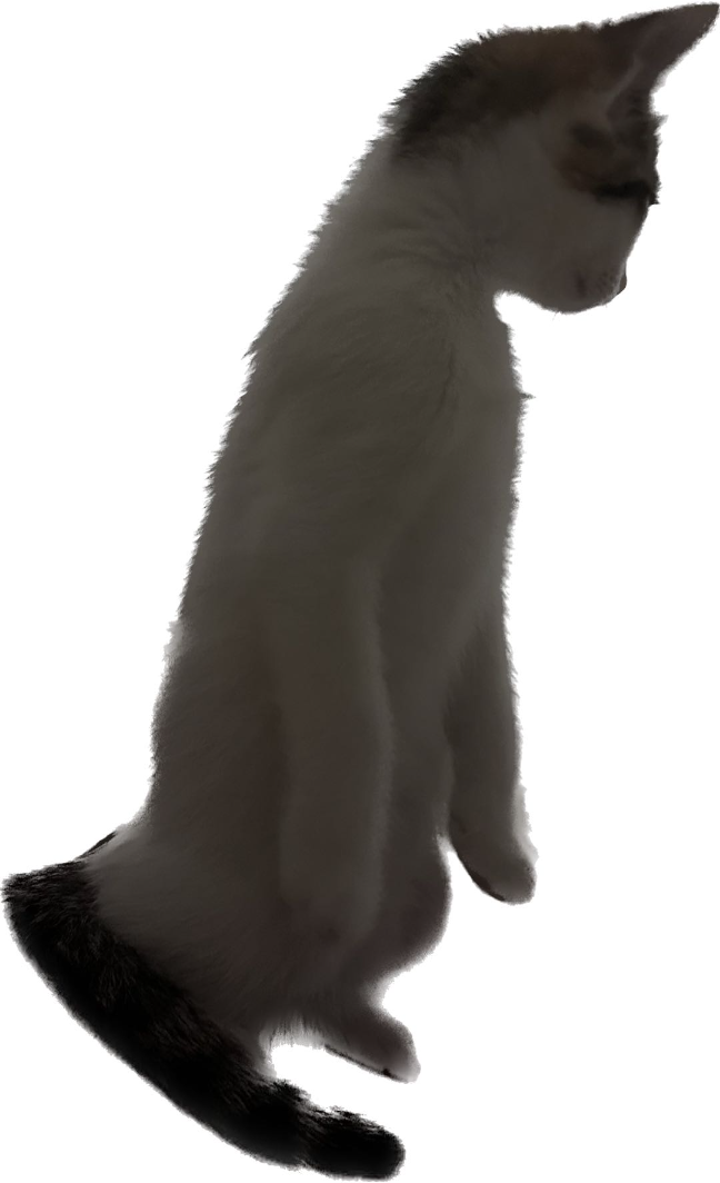 猫图片|宠物猫|猫咪|