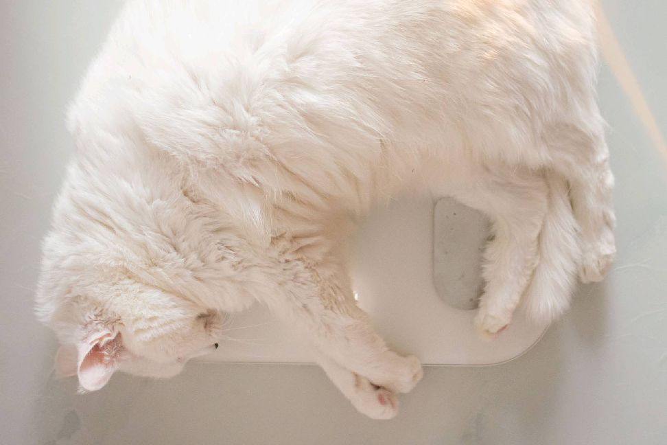 猫图片|宠物猫|猫咪|